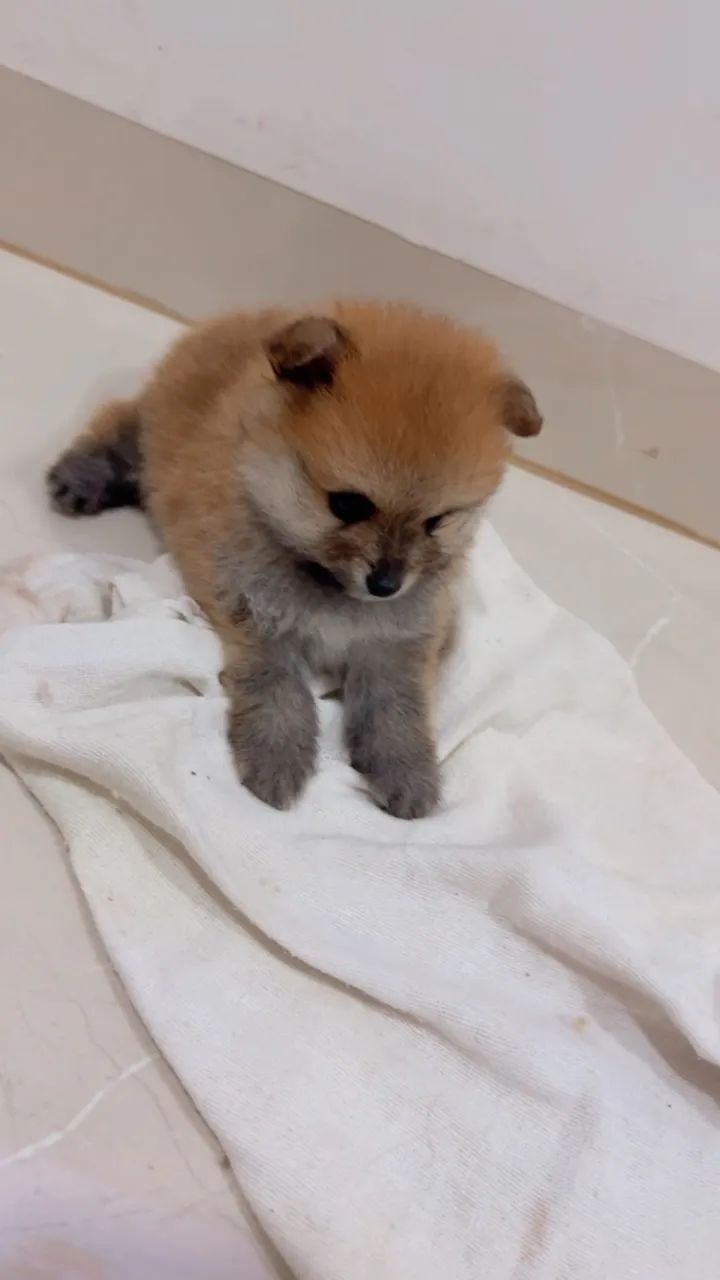 Spitz alemão Lulu da pomerania - Foto 2