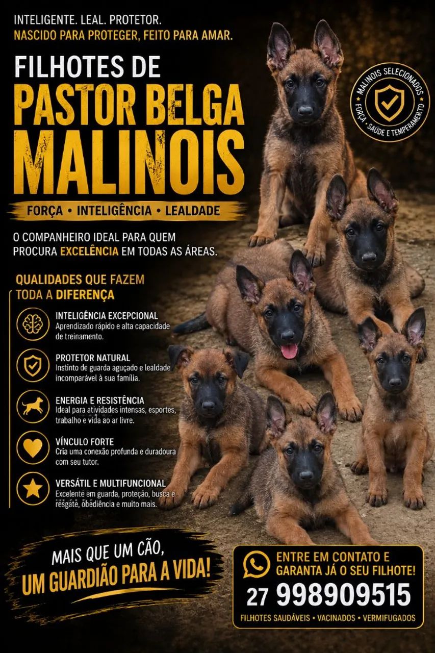 Pastor Belga Malinois