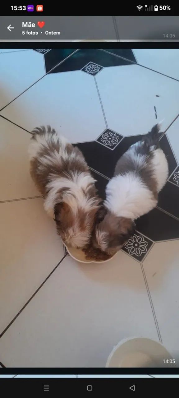 Cachorros ?