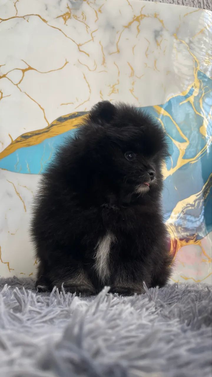 Spitz alemão  macho  - Foto 4