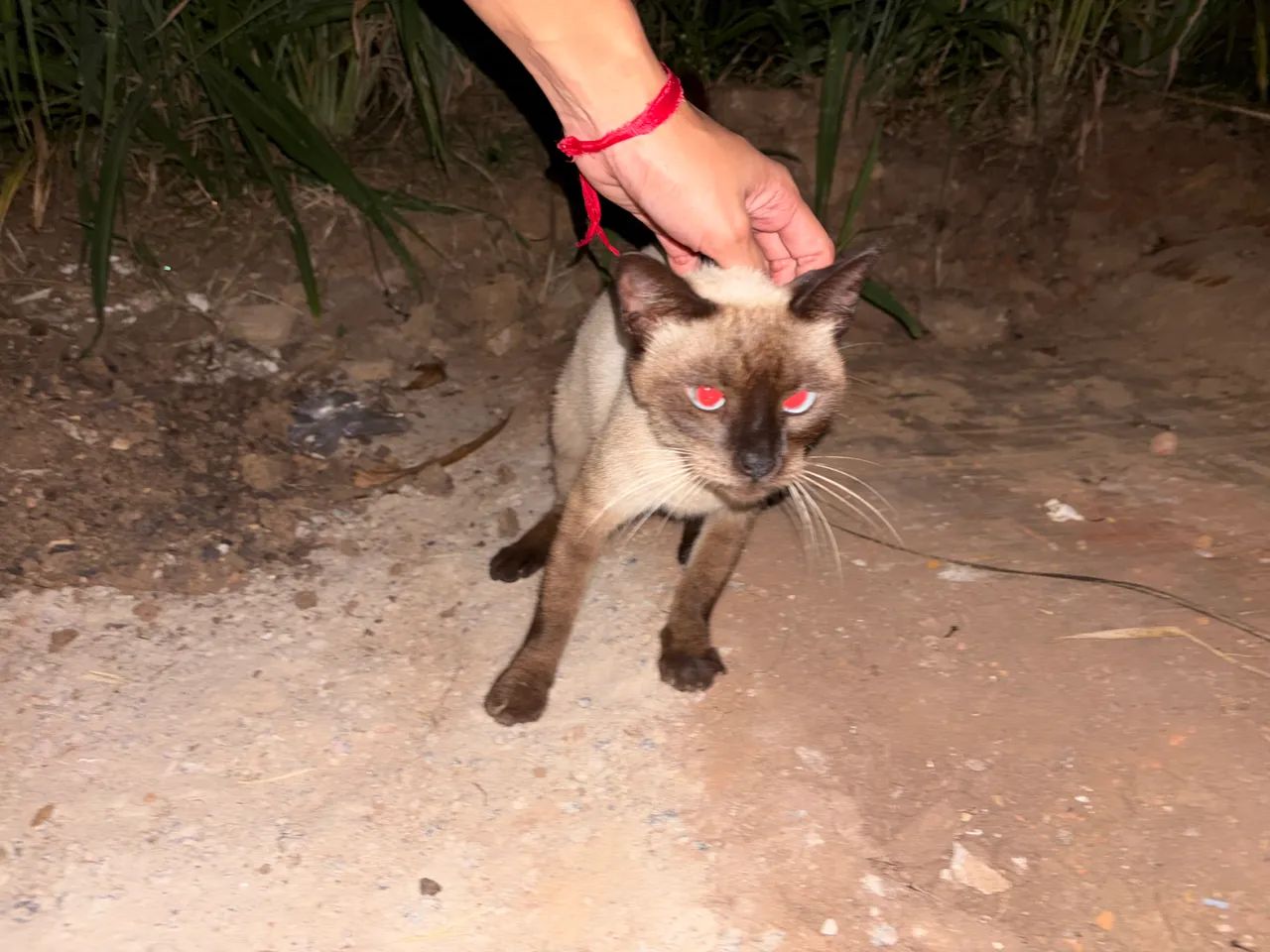 Gatinha abandonada  - Foto 5