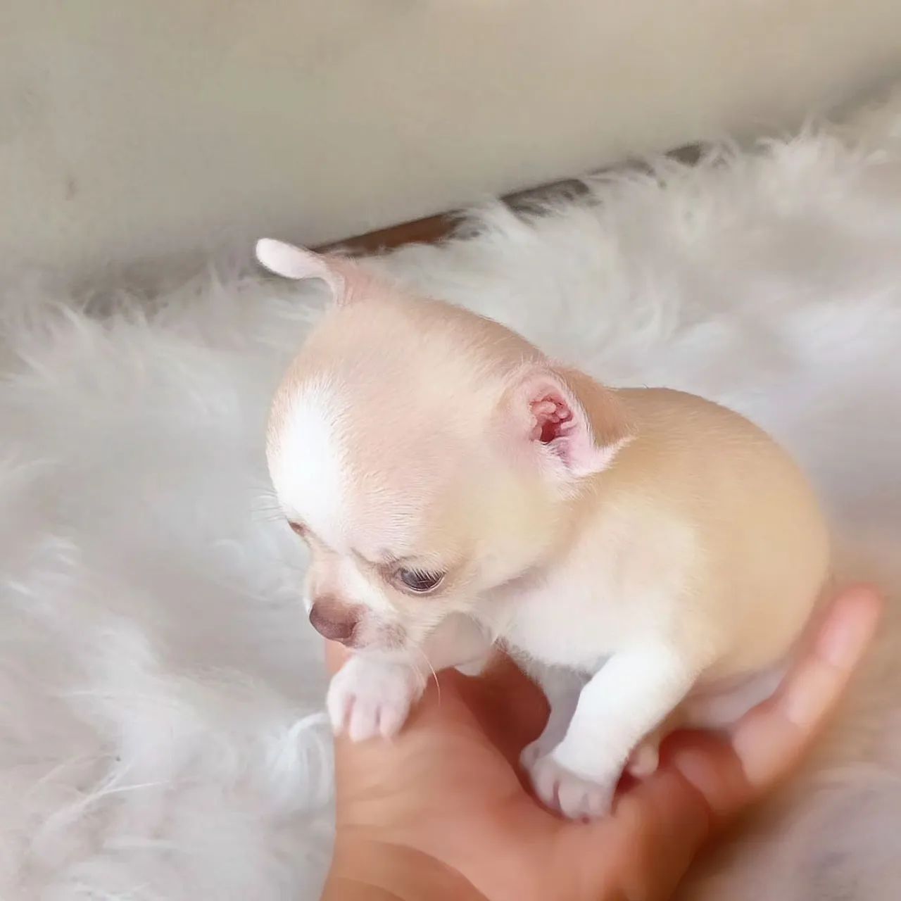 Chihuahua 