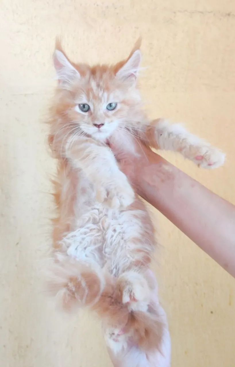 Gato Maine Coon  - Foto 2