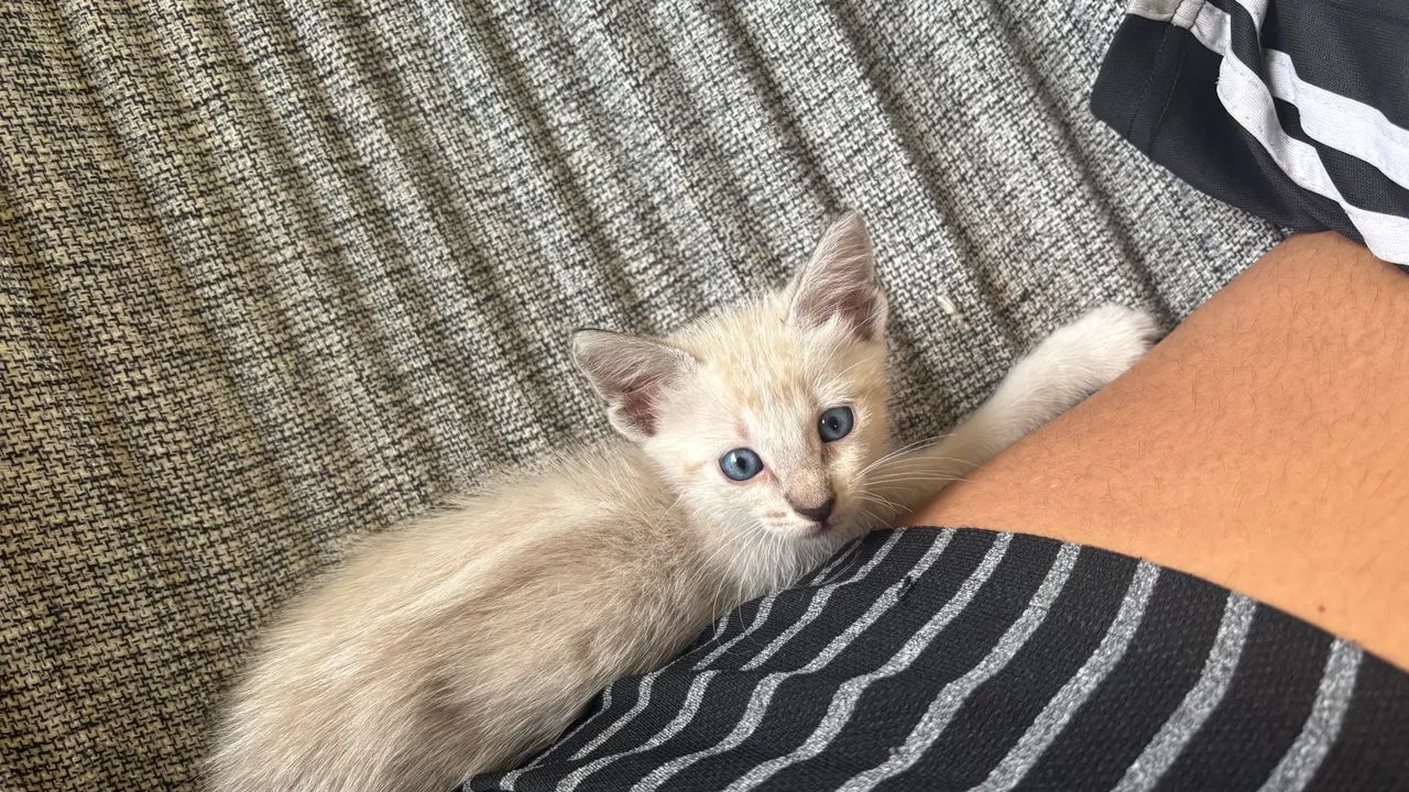 Gatinha para doação  - Foto 2