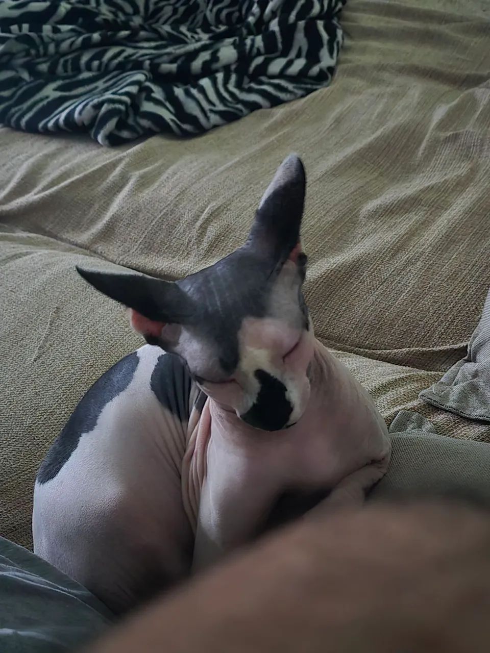 Gato Sphynx Macho com Pedigree - Foto 3