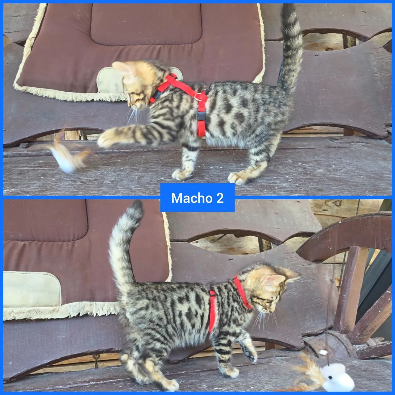 Filhotes de gato Bengal  - Foto 2