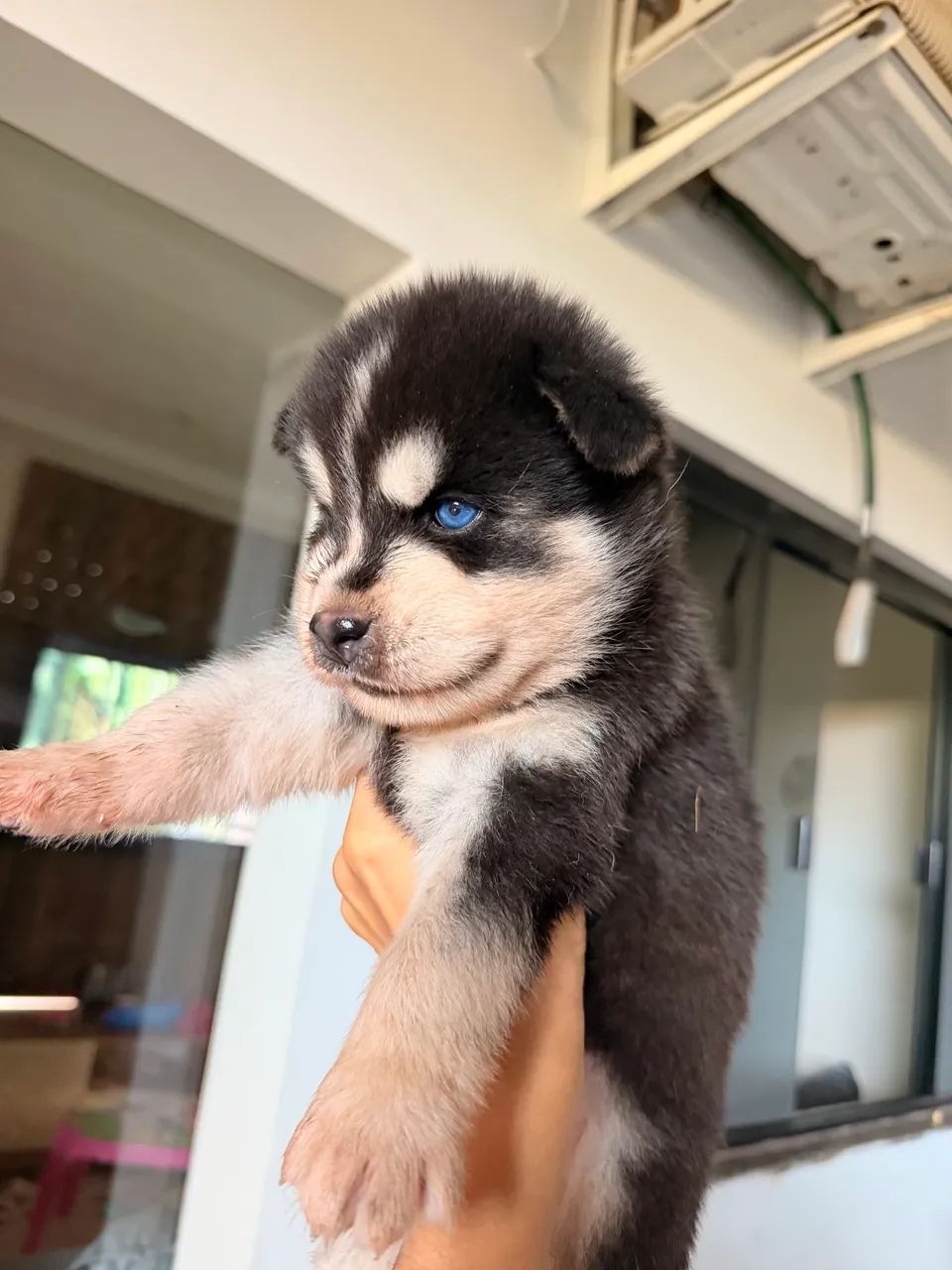 Husky siberiano  - Foto 5