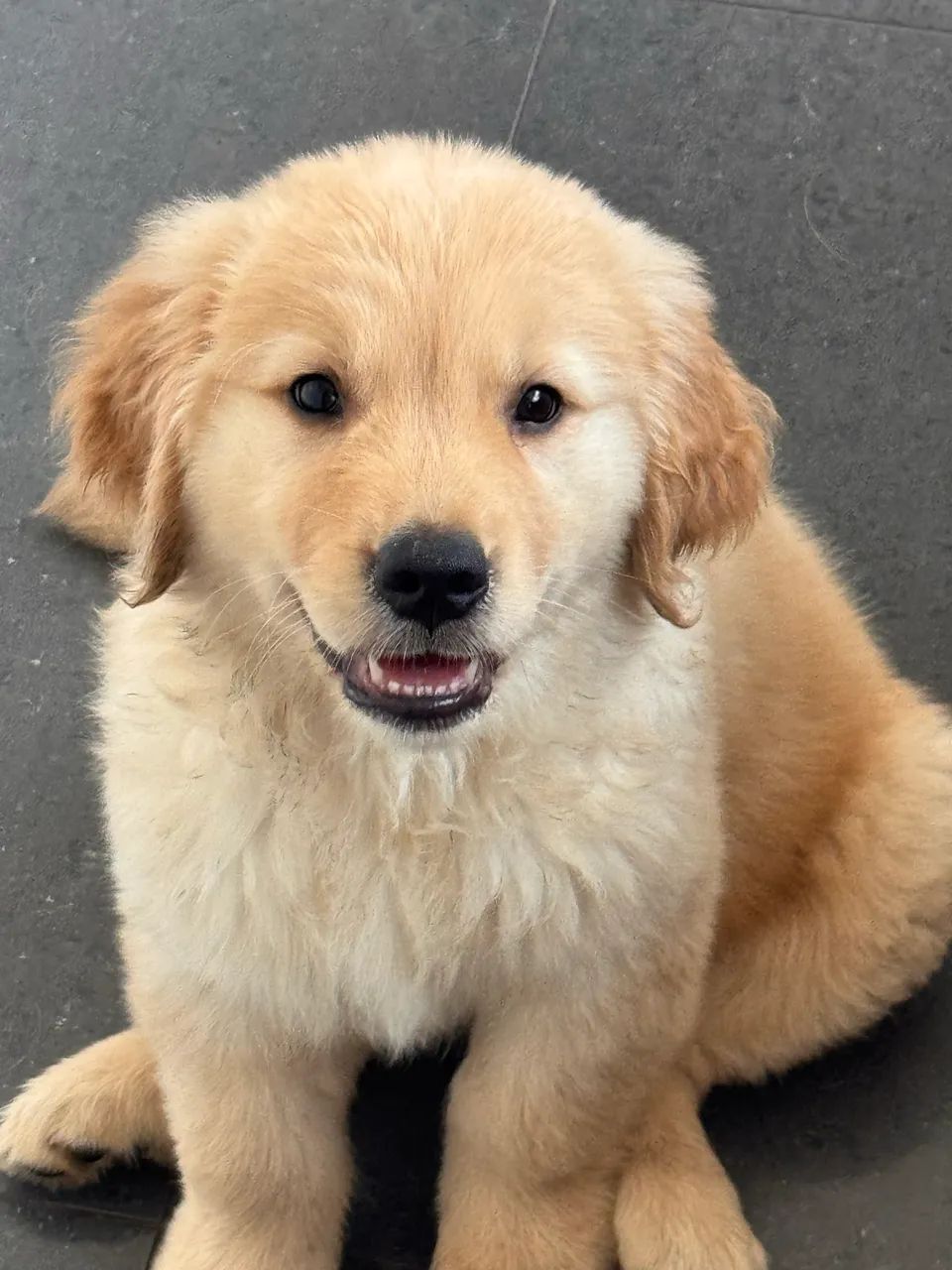 Golden retriever 2 meses  - Foto 5