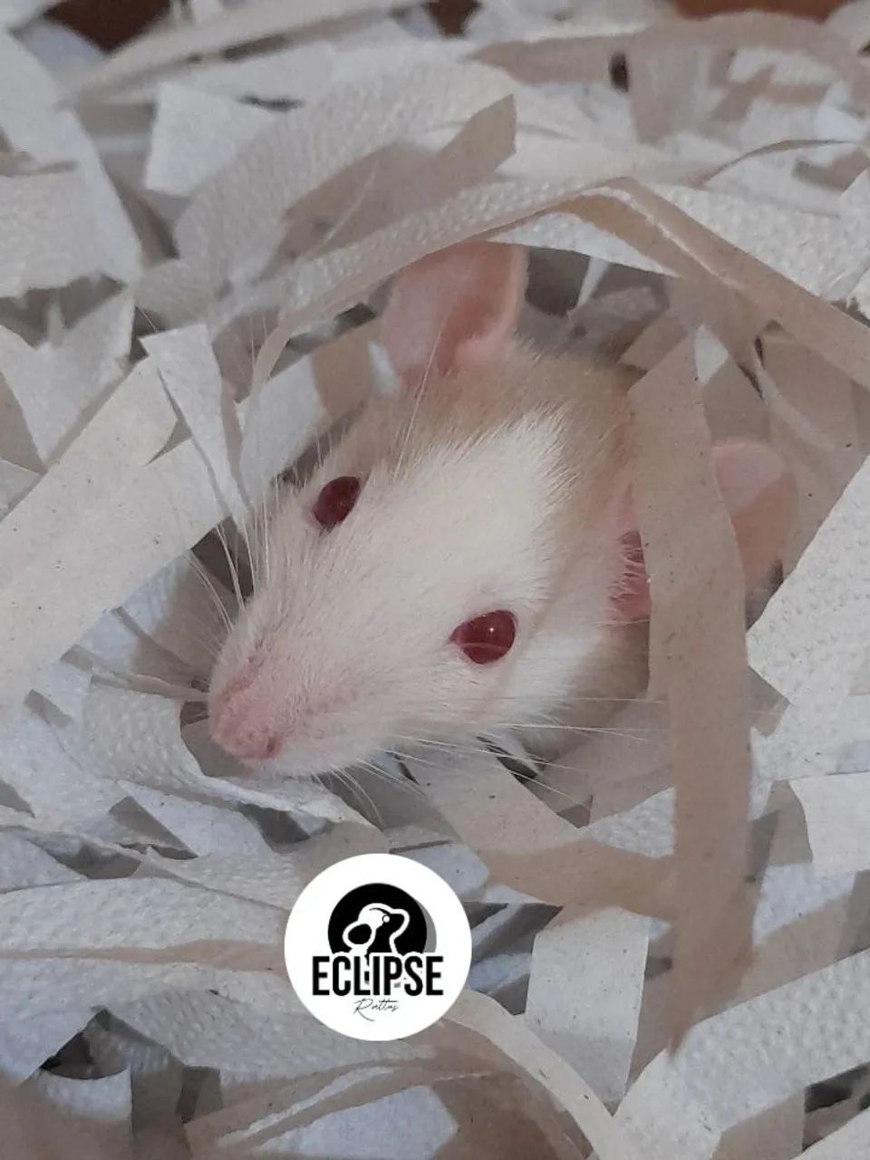 Rato Twister Filhotes - Bem Cuidados e Sociáveis