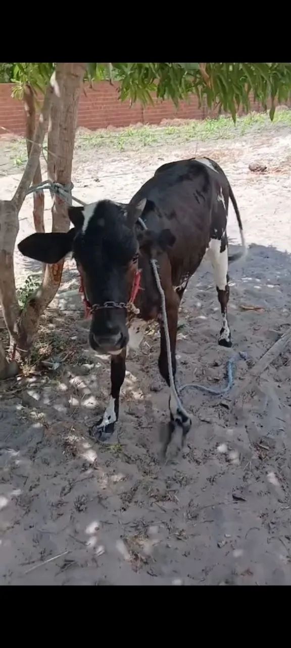 Vaca a venda 