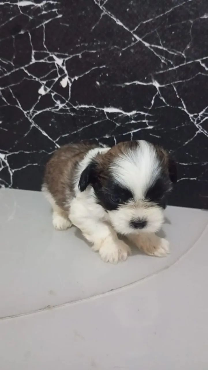 Macho de shitsu lindos e pequenos - Foto 3