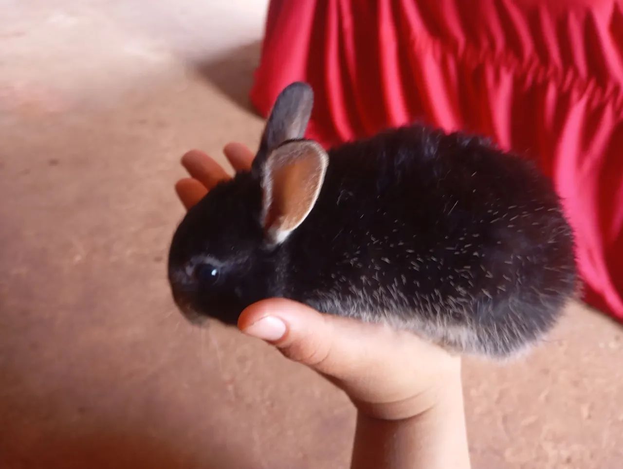 Coelhos fofinho - Foto 2