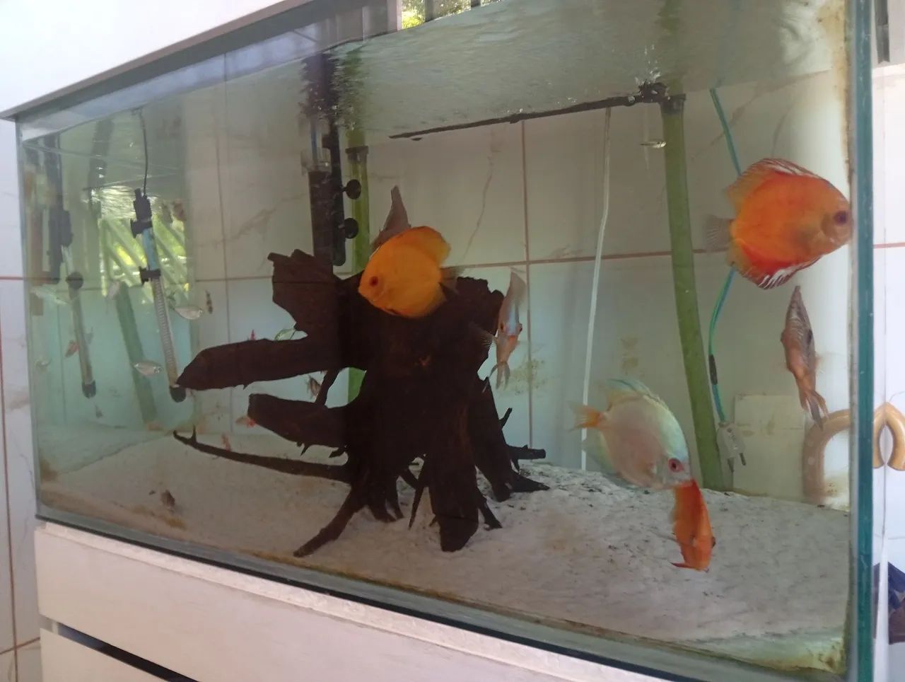 Aquário  - Foto 3