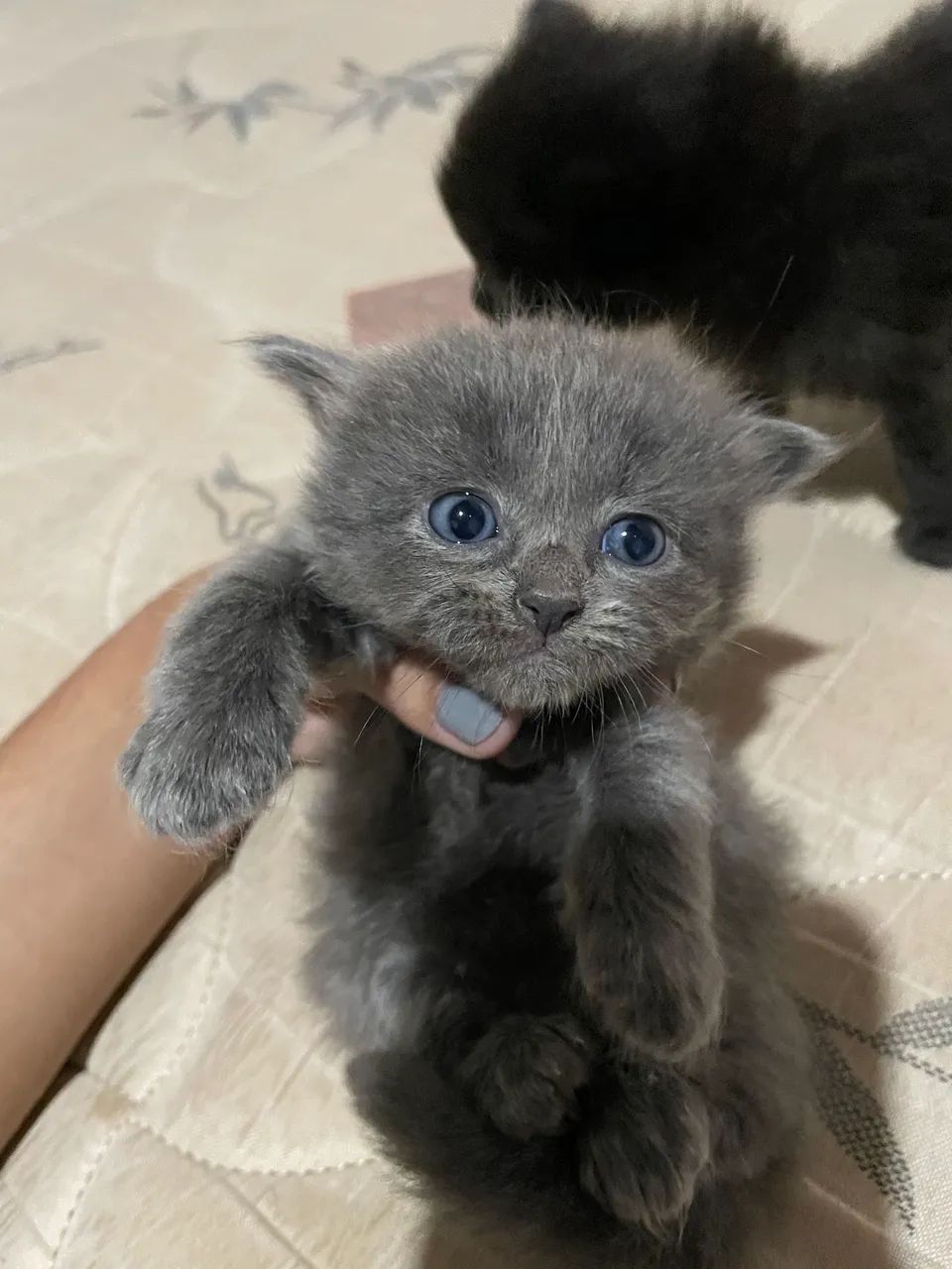 Doação de Gatinhos  - Foto 2