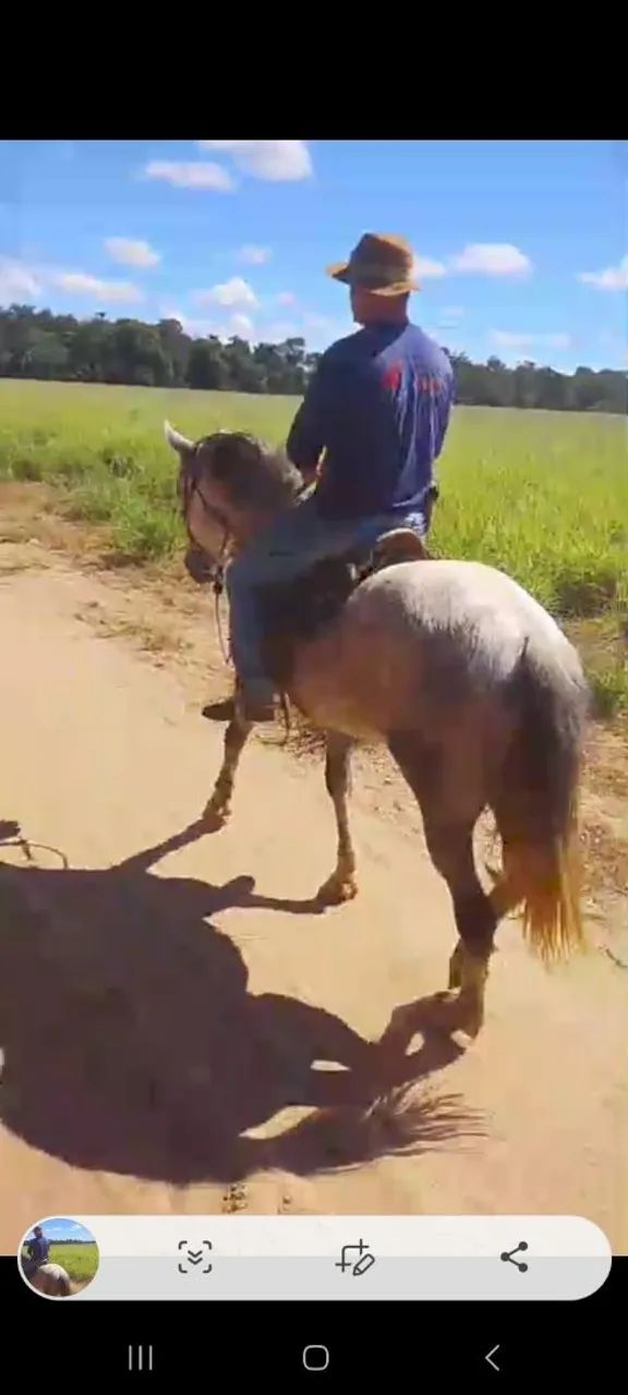 Cavalo manga larga com quarto de milha castrado!!