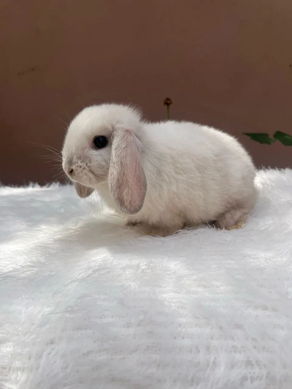 Mini coelho  - Foto 4
