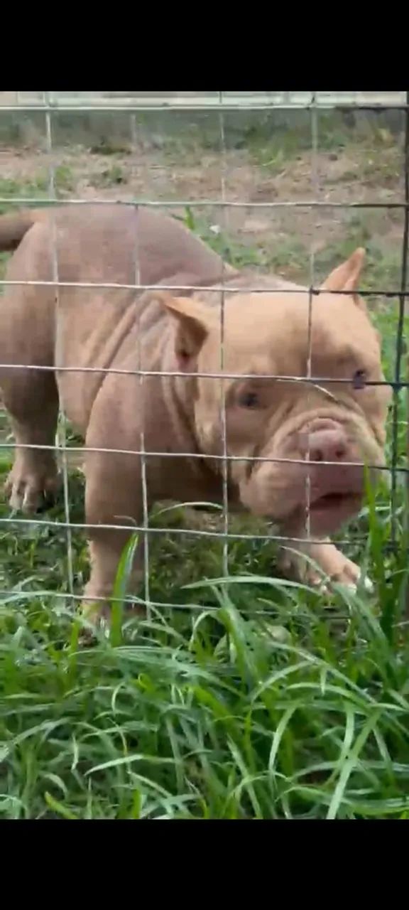 American Bully micro  - Foto 5