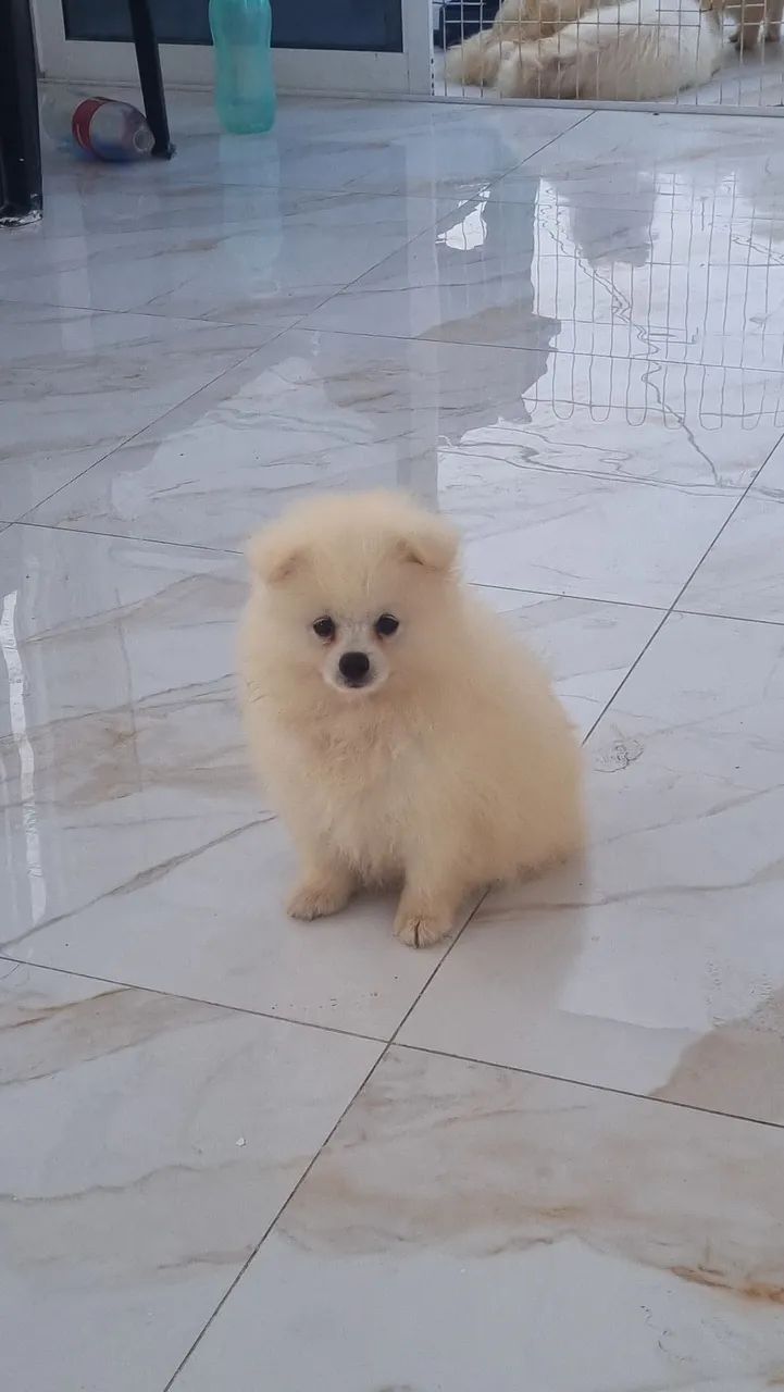 Cachorro / spitz alemao  - Foto 3
