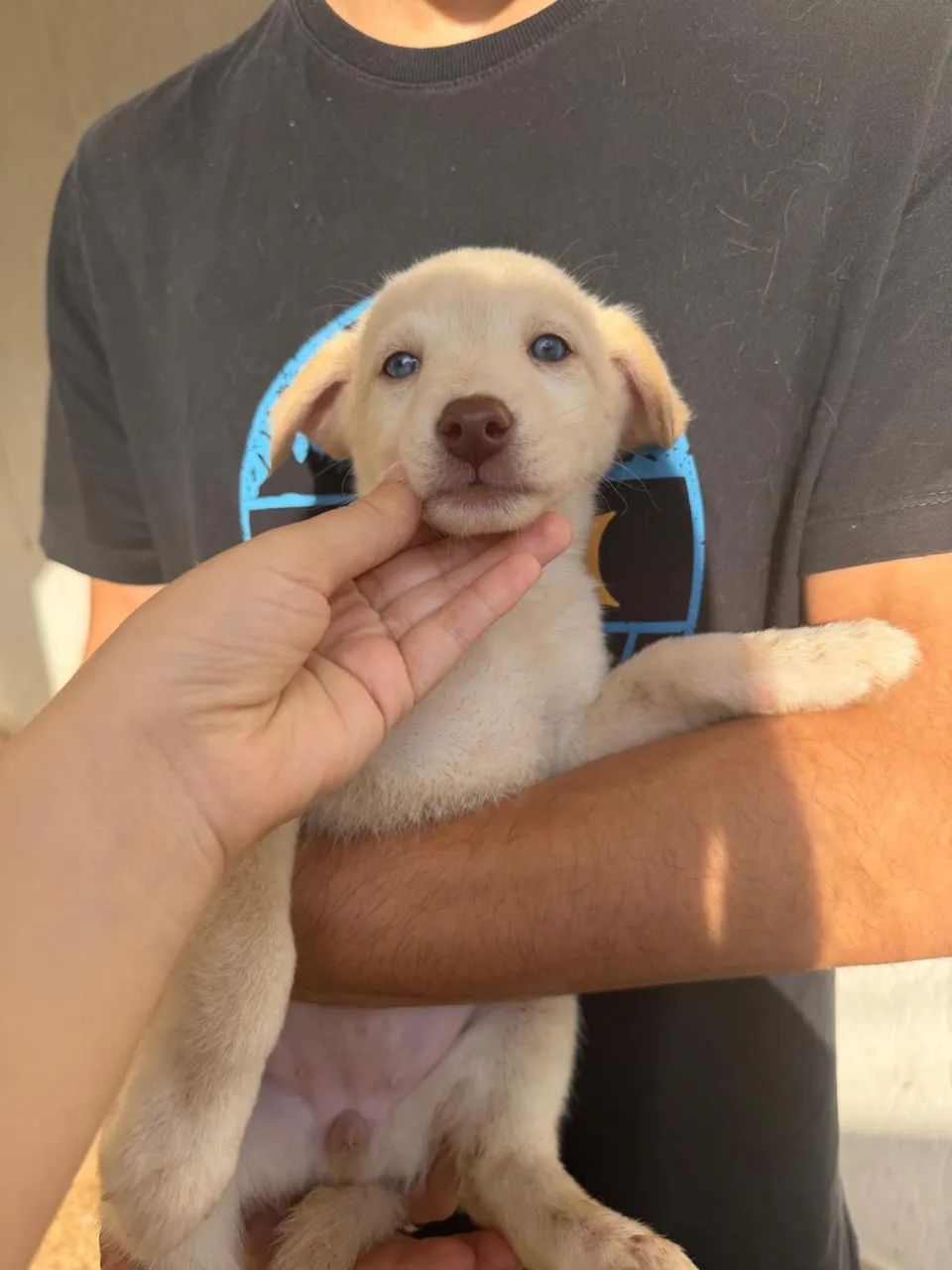 Cachorro - Foto 3