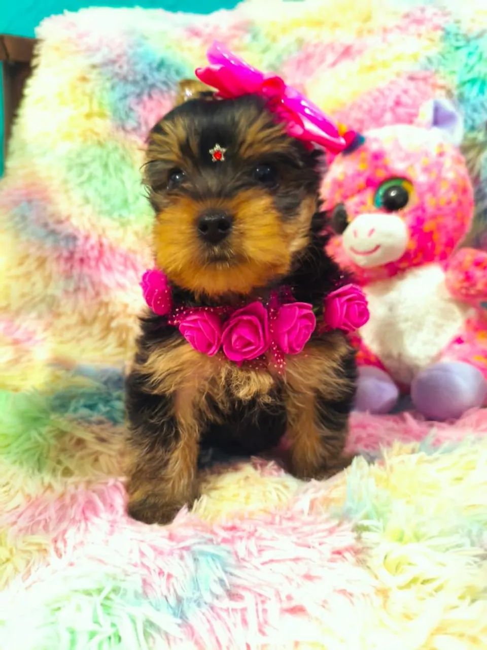 LINDOS FILHOTES DE YORKSHIRE 