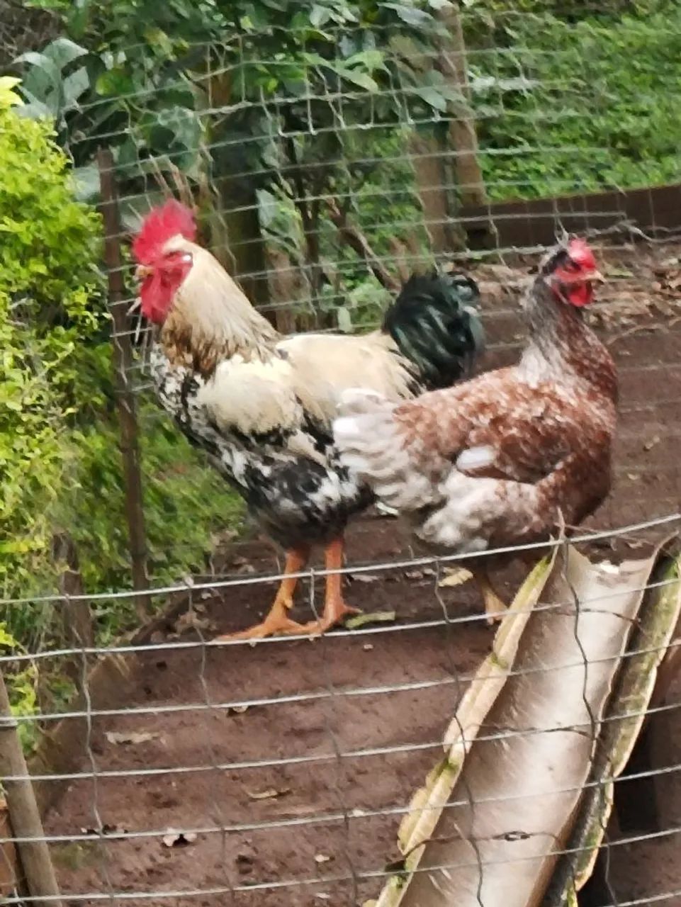 Galinha 