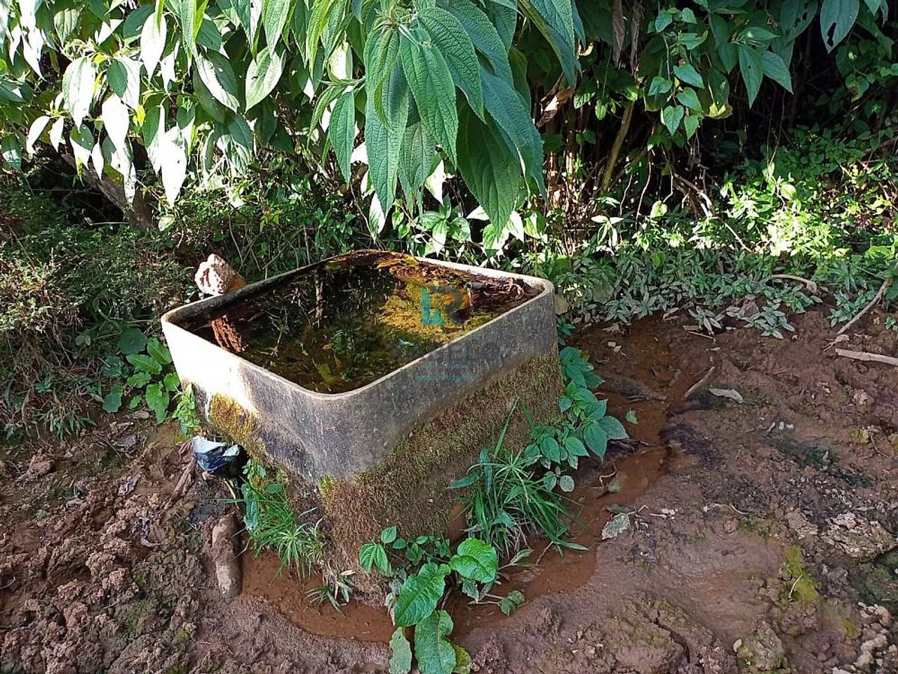 SÍTIO SEM BENFEITORIAS EM MARIA DA FÉ-MG - Foto 3