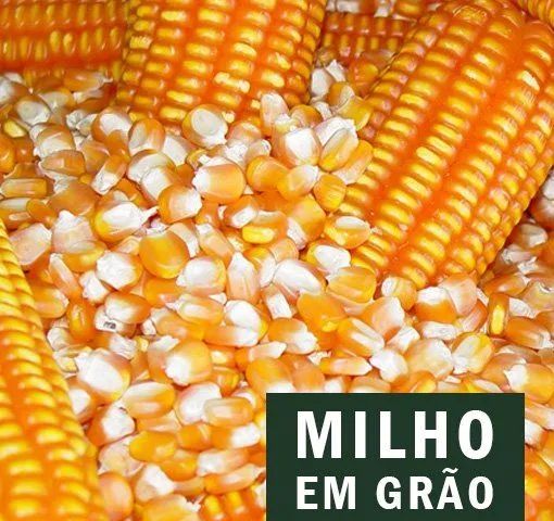 Milho em Grãos 