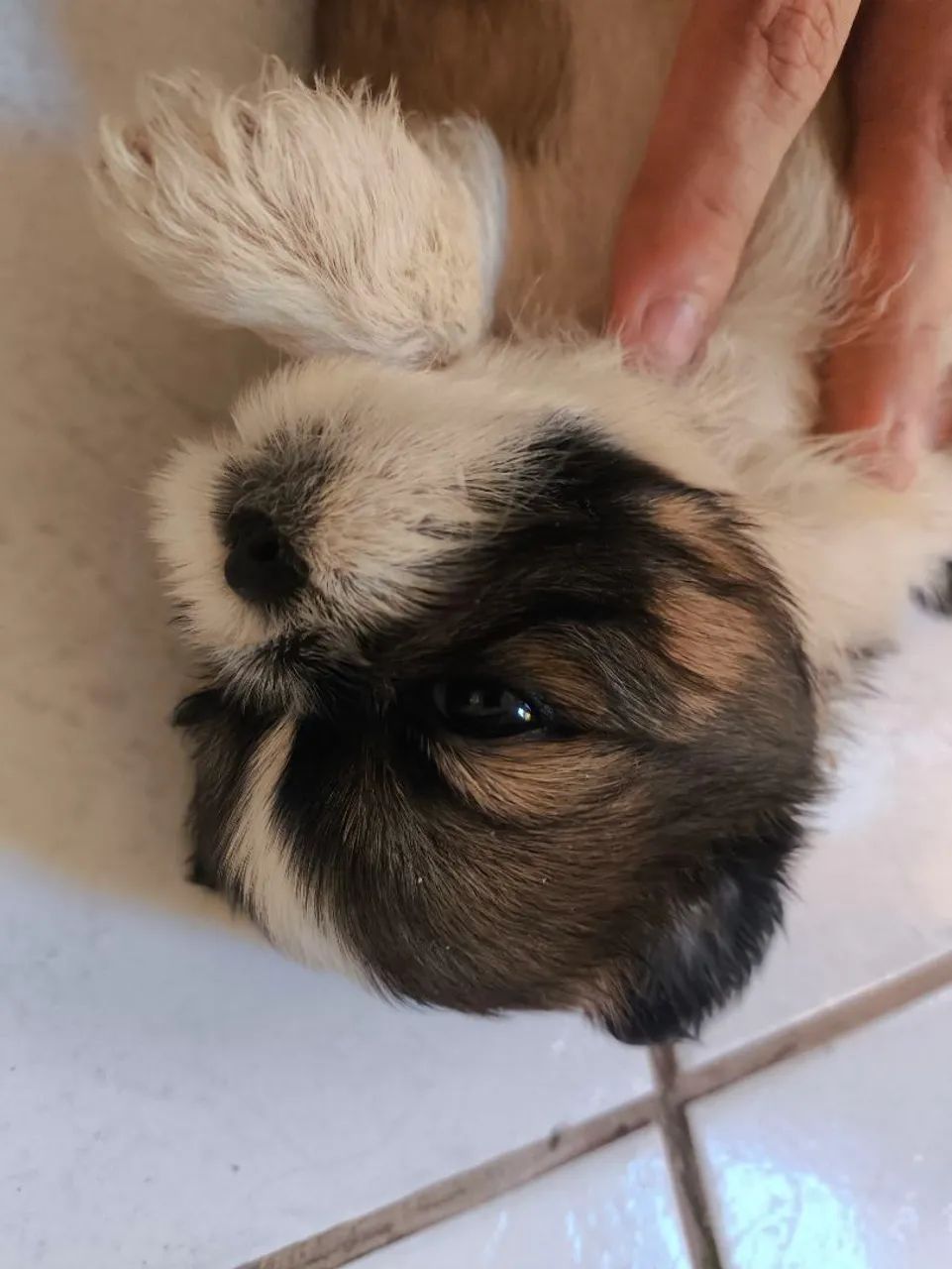 Shih tzus  - Foto 2