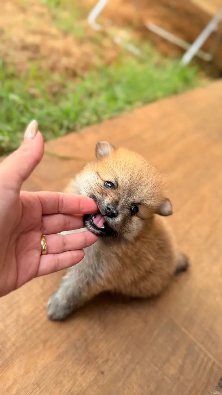 Spitz alemão Lulu da pomerania - Foto 3