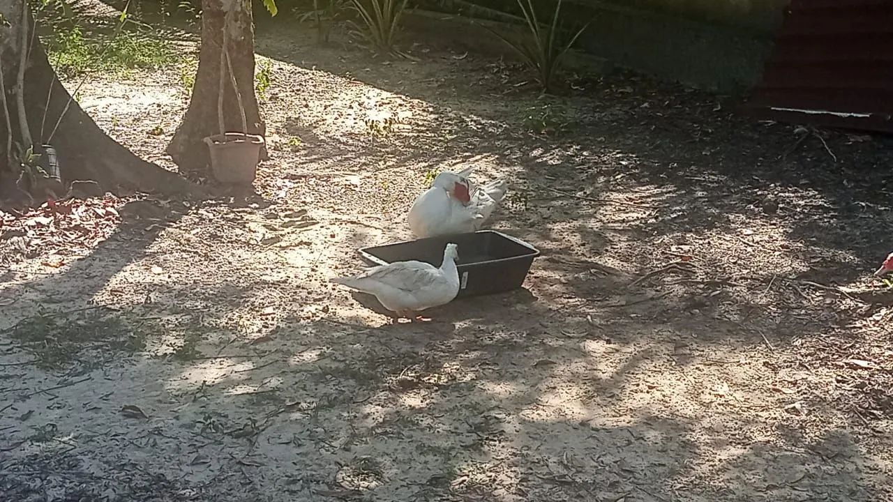 Patos - Foto 2