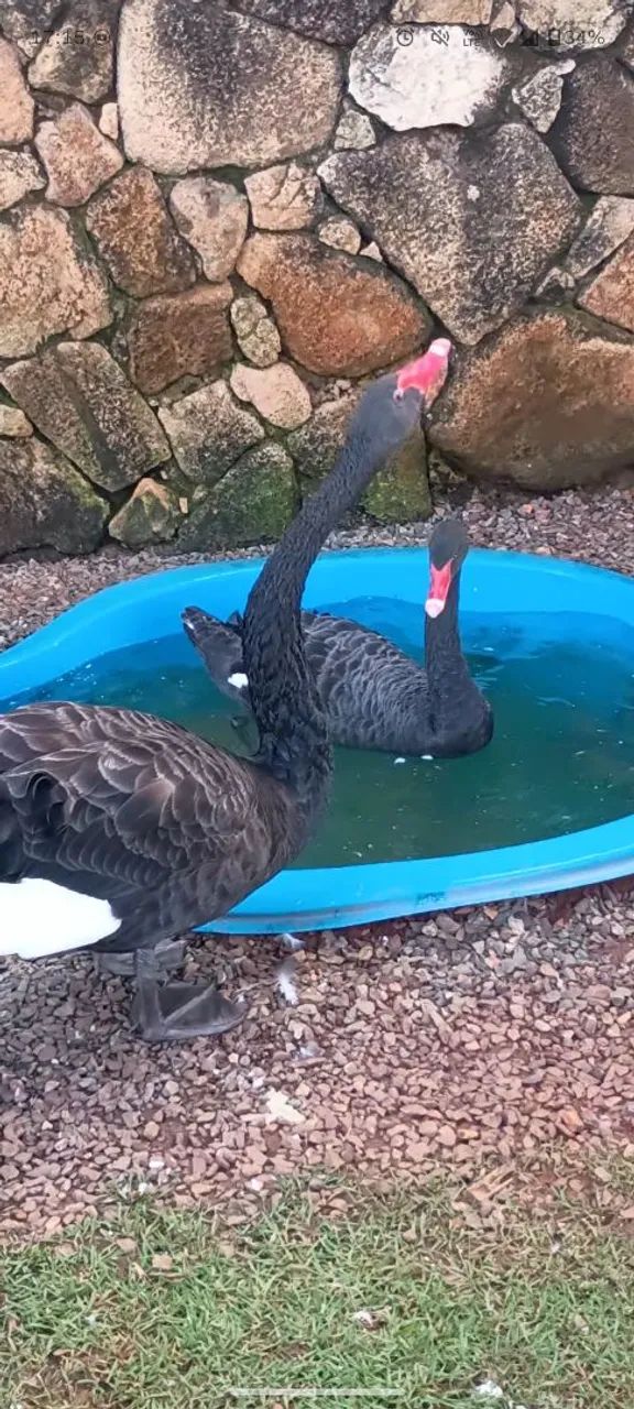 Cisne Negro  - Foto 5