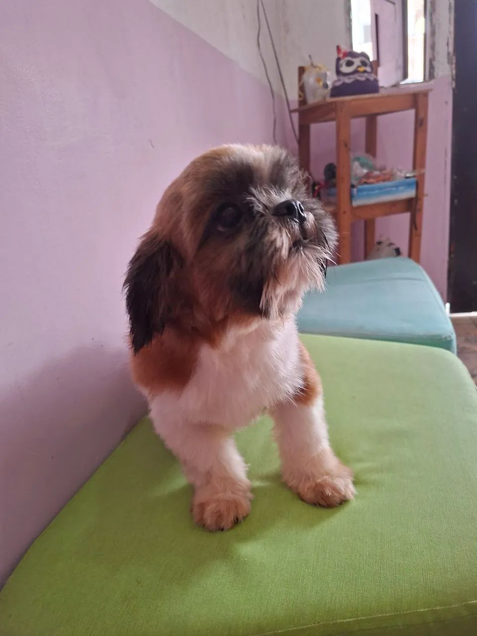 Shihtzu macho 10 meses - Foto 5
