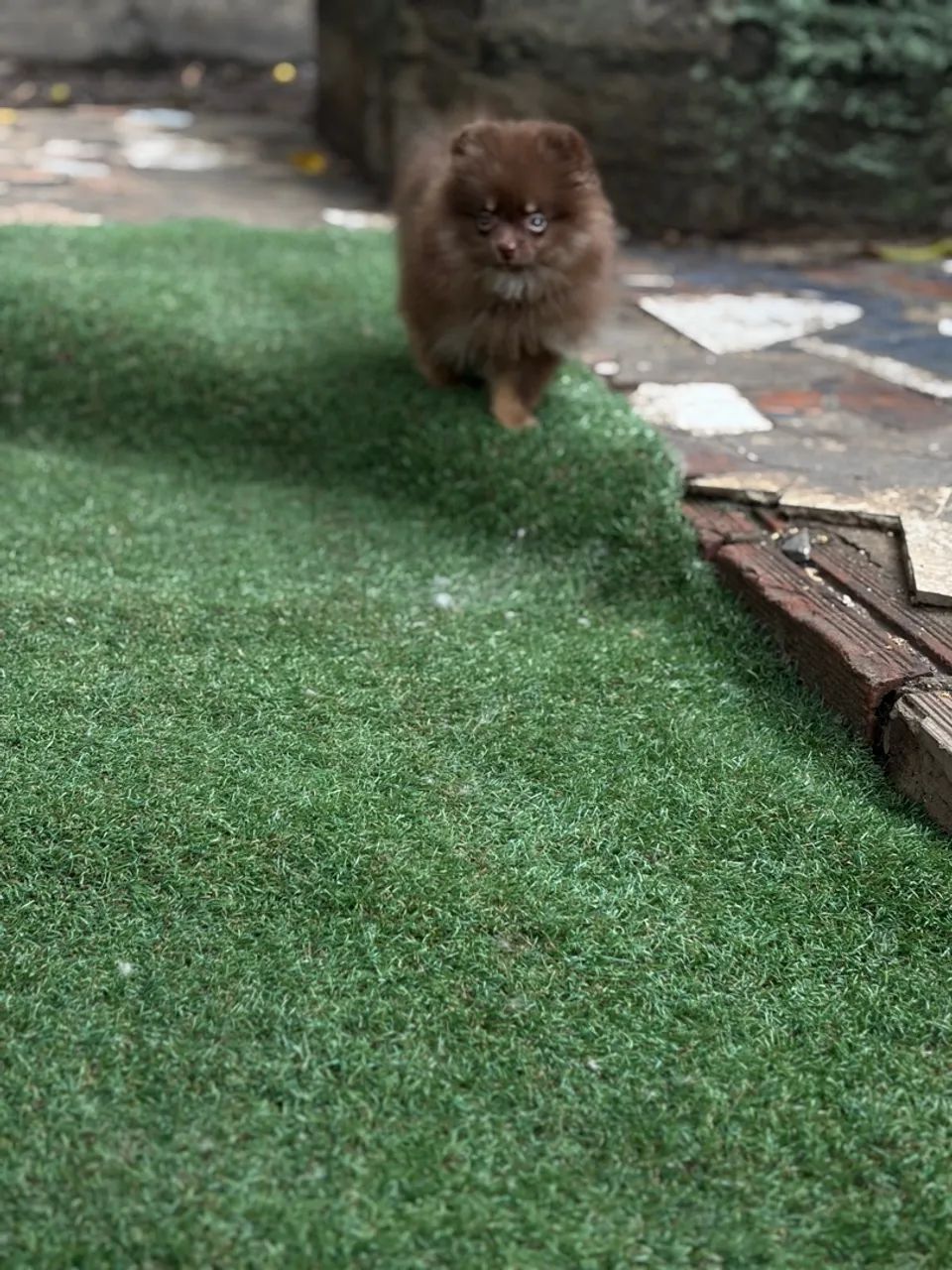 Spitz alemão  - Foto 2