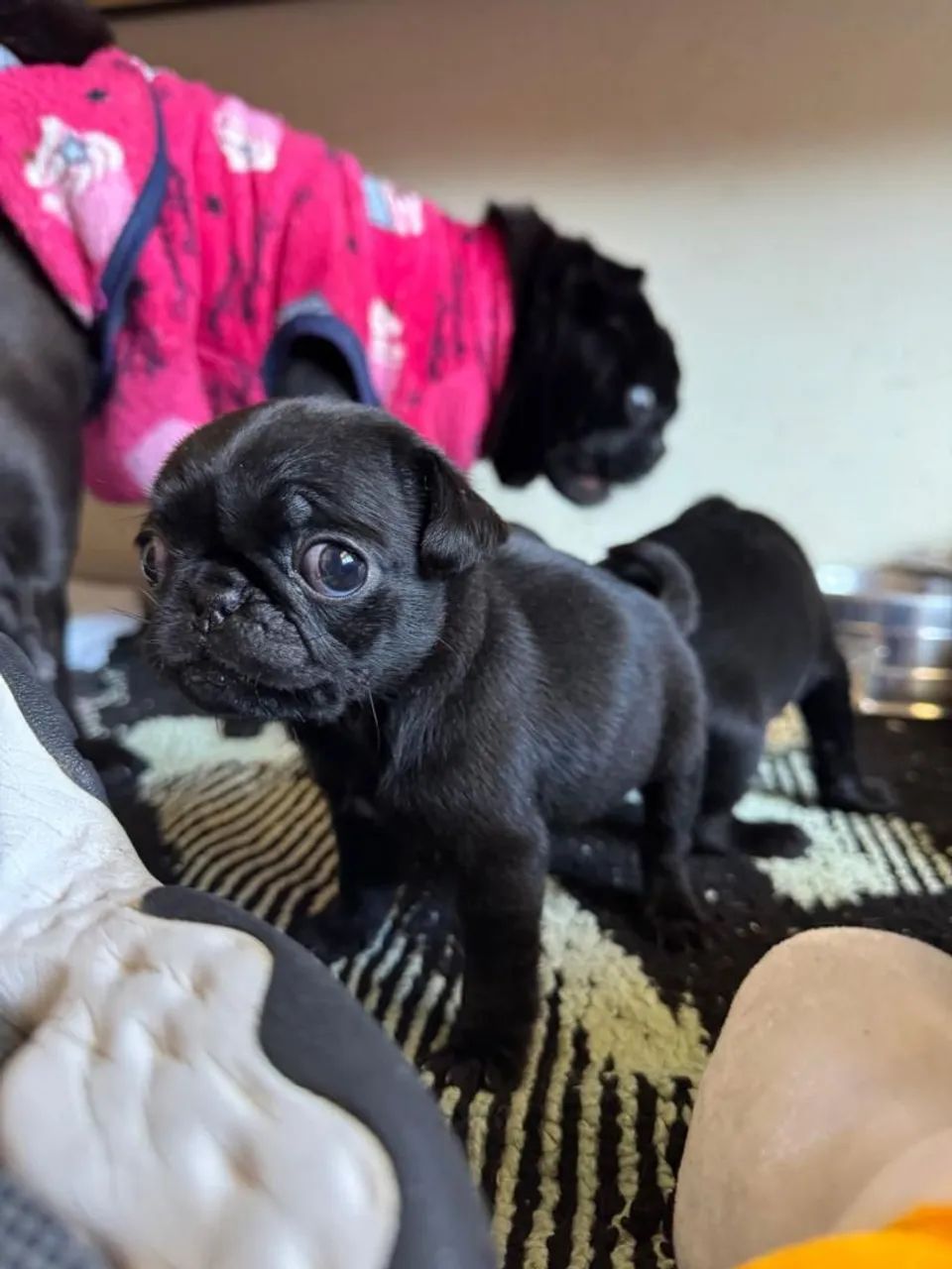 Pug - ele adora roncar ¿