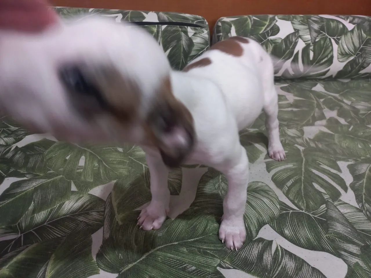 Doa- se cachorrinho macho  - Foto 3