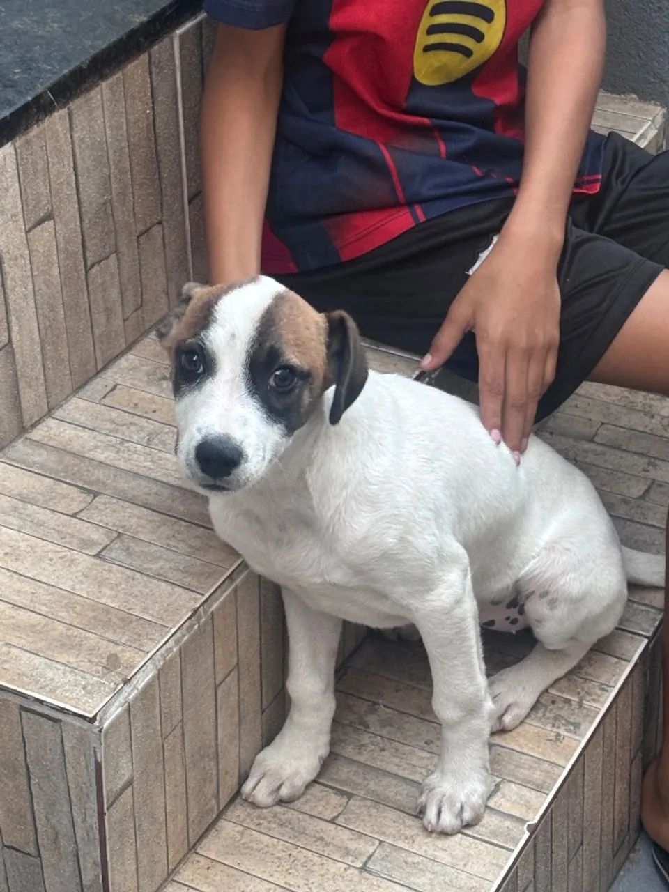 Doação Responsável de Cachorra - Foto 3