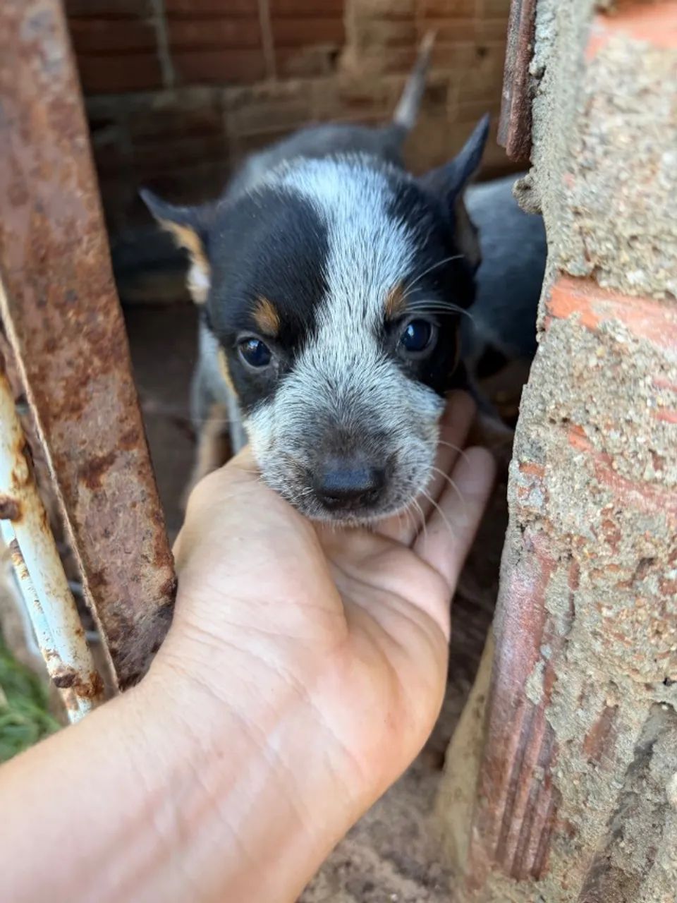 Cachorros filhotes 