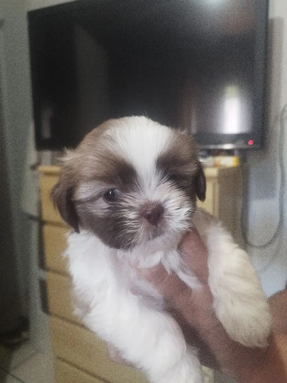 Shitzu machos  - Foto 6