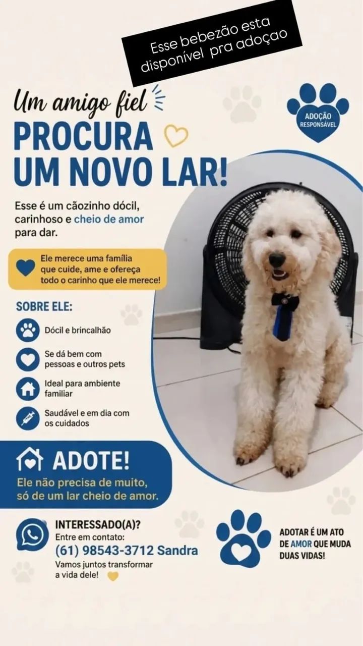 Cachorro 