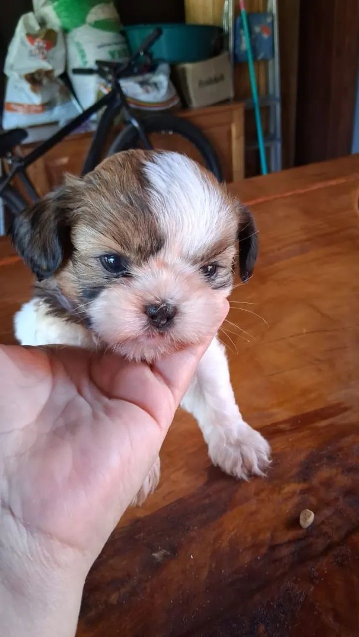 Filhotes de  shihtzu - Foto 3