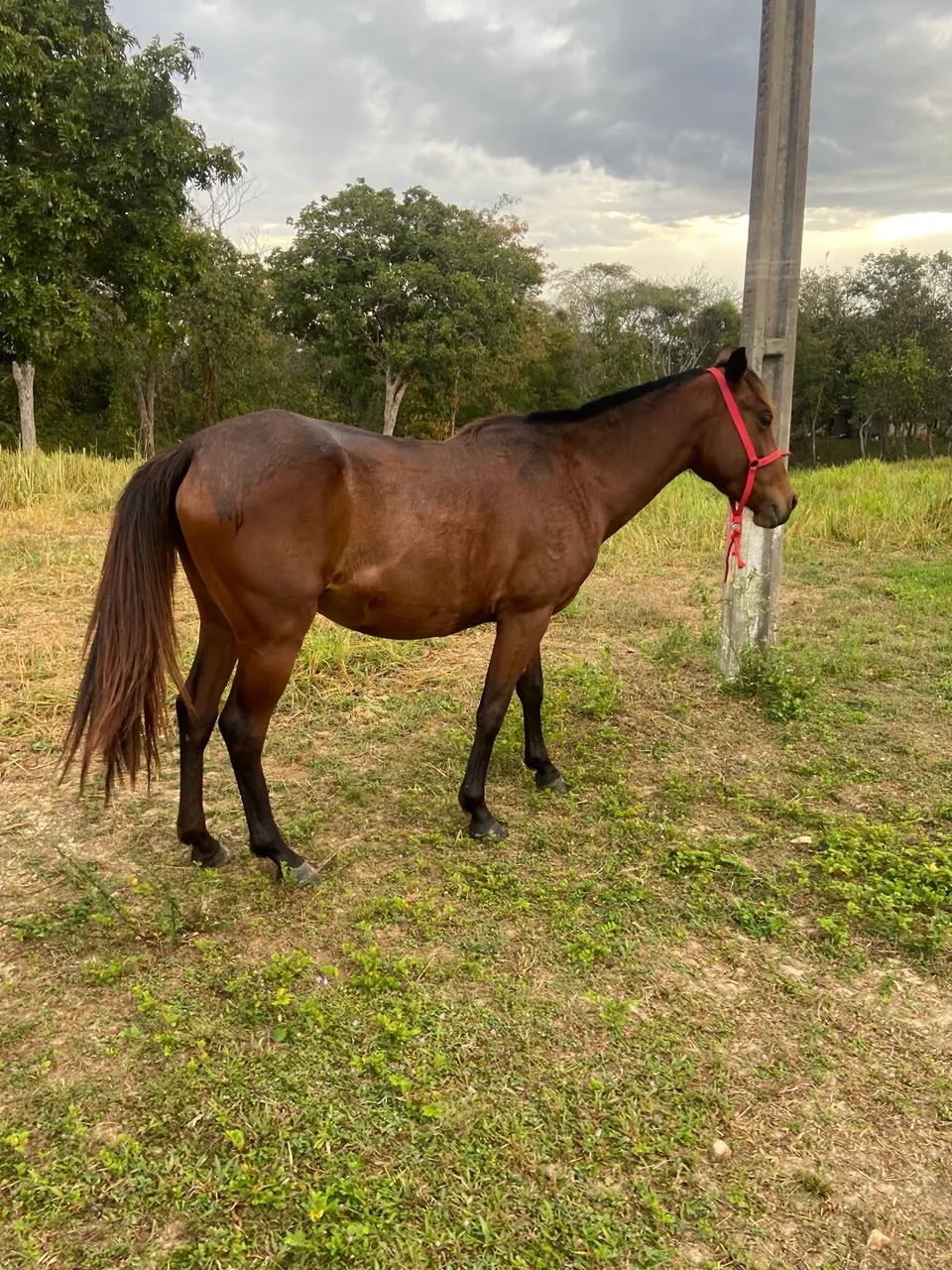 Égua  - Foto 2