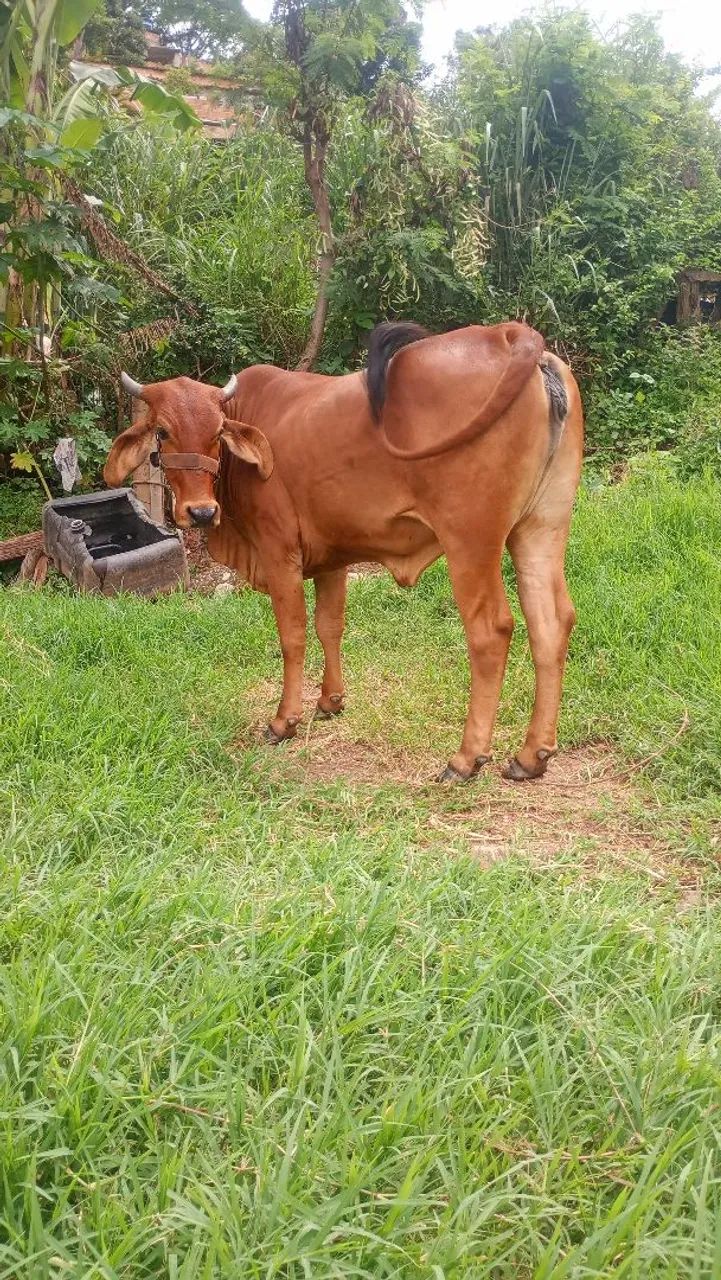 Touro mestiço jeyci e uma linda novilha gir