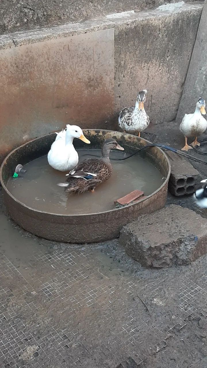 Marrecos mallard mini - Foto 3