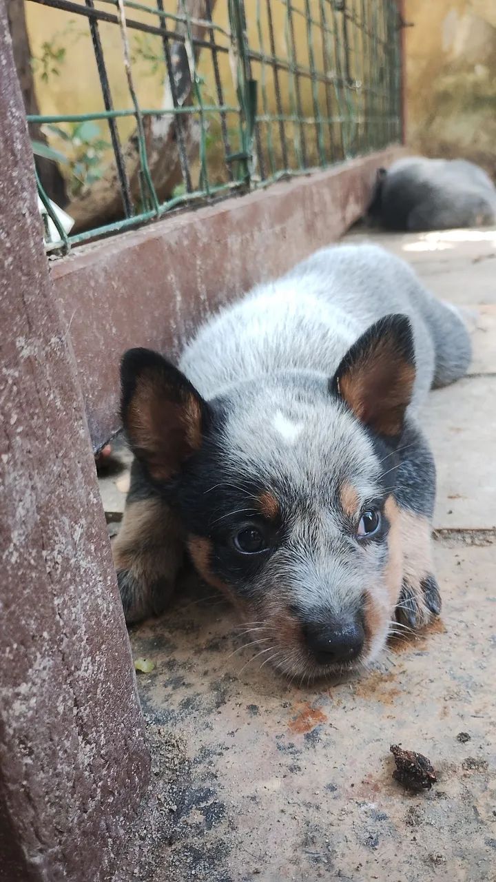 Boiadeiro Australiano 