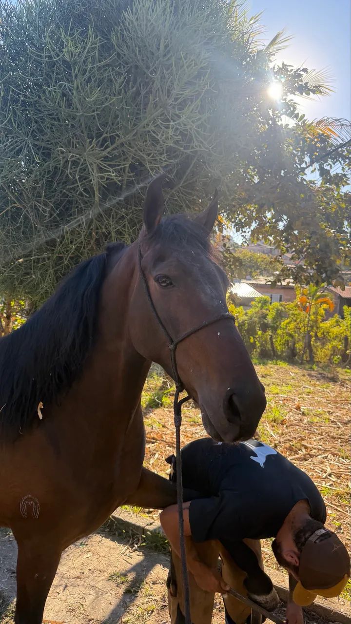 Cavalo 