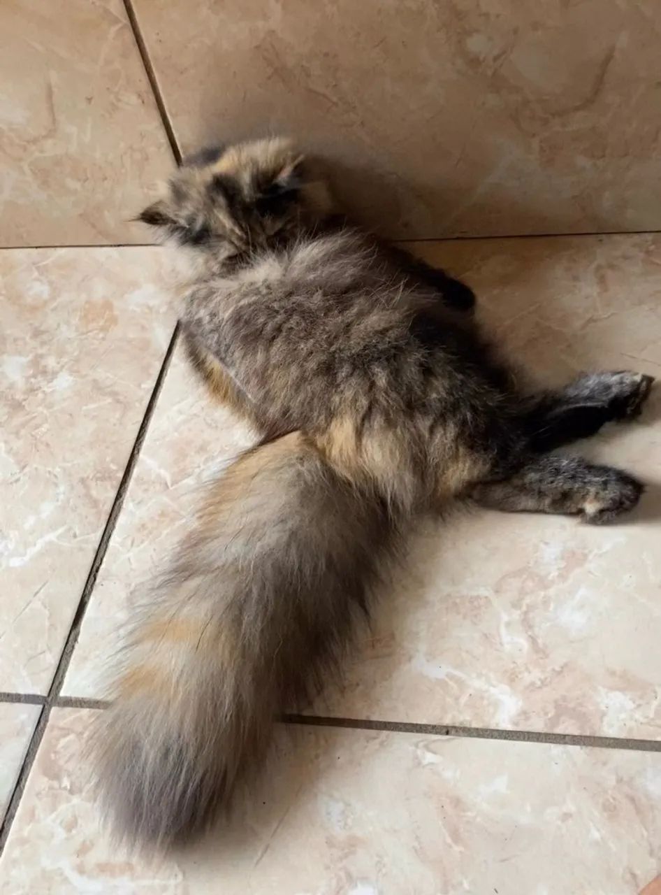 Gatinhas persa  - Foto 5