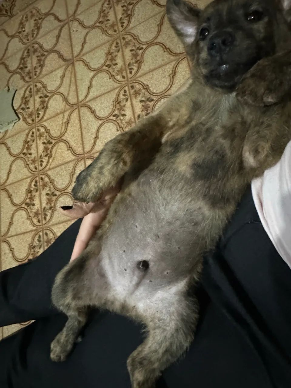 ADOÇÃO RESPONSÁVEL - Foto 2