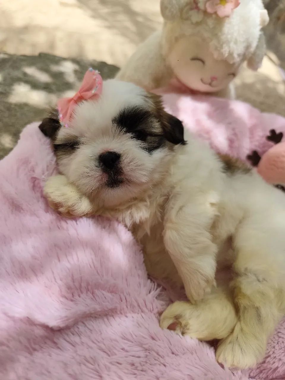Shihtzu fêmea e macho  - Foto 3