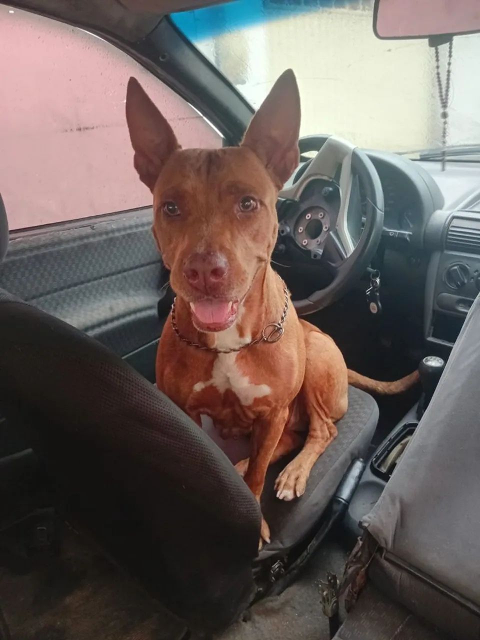 Cachorro 