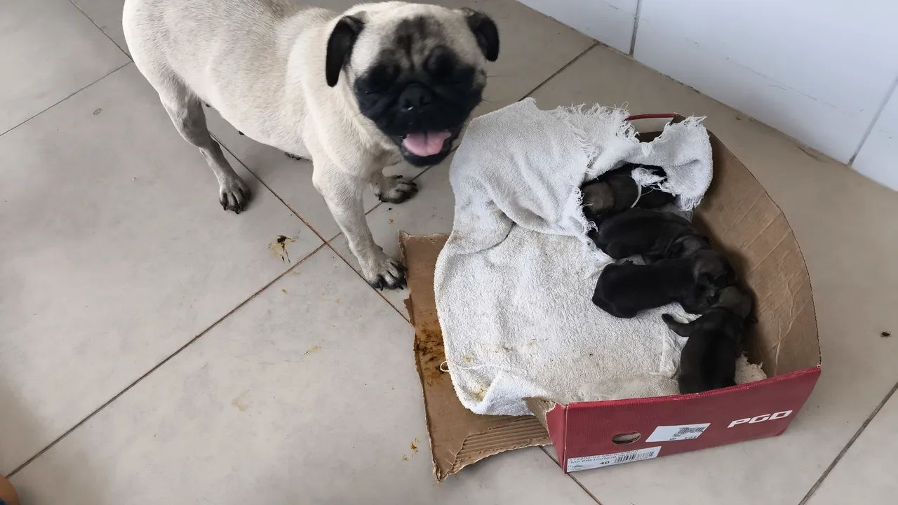 Filhotinhos de Pug  - Foto 5